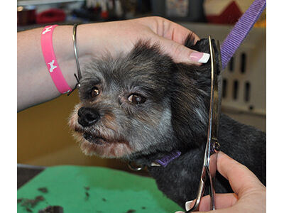 How to Learn the Asian Fusion Pet Grooming Technique
